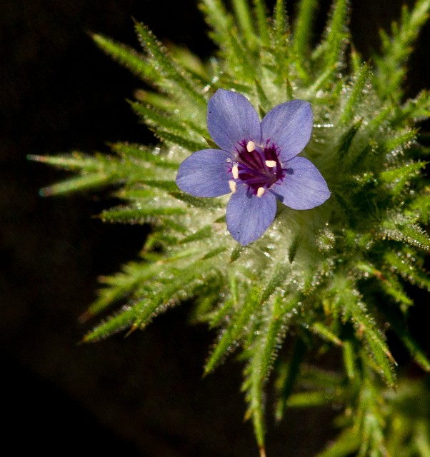 Navarratia pubescens - Fuzzy Navarratia 3418.jpg